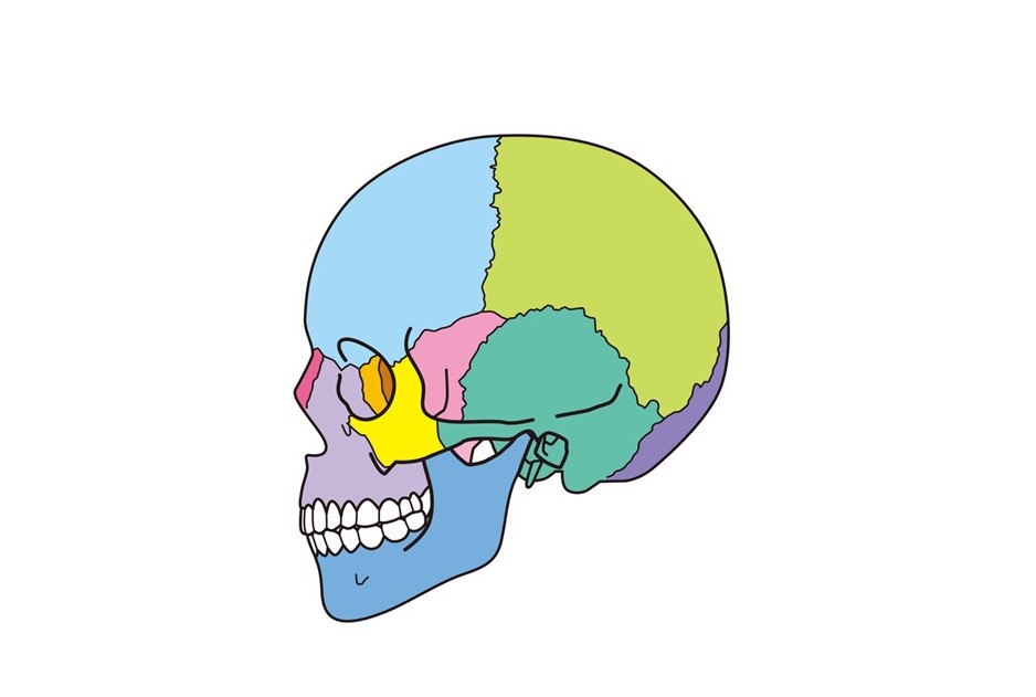 京橋 銀座みらい歯科 噛み合わせ治療と歯と頭蓋骨のイメージ
