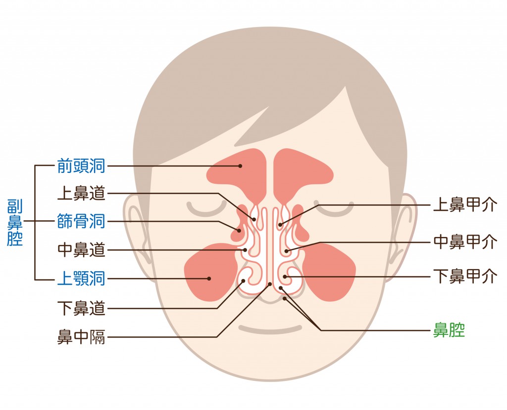 京橋 銀座みらい歯科 上顎のインプラント治療におけるソケットリフトとサイナスリフト｜上顎洞の図