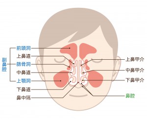 京橋 銀座みらい歯科 歯科と副鼻腔炎のコラム副鼻腔と上顎の位置のイラスト - コピー