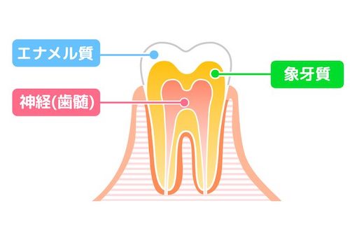 京橋 銀座みらい歯科｜院長ブログ｜歯の神経「歯髄」の処置について｜歯の構造を説明する図