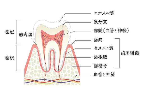 京橋 銀座みらい歯科｜ブログ｜なぜ虫歯ができるの？歯磨きだけではないセルフケア｜歯の構造のイラスト