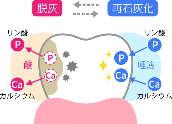 唾液の驚くべき効果と口腔内の健康への重要性｜京橋 銀座みらい歯科｜再石灰化の画像